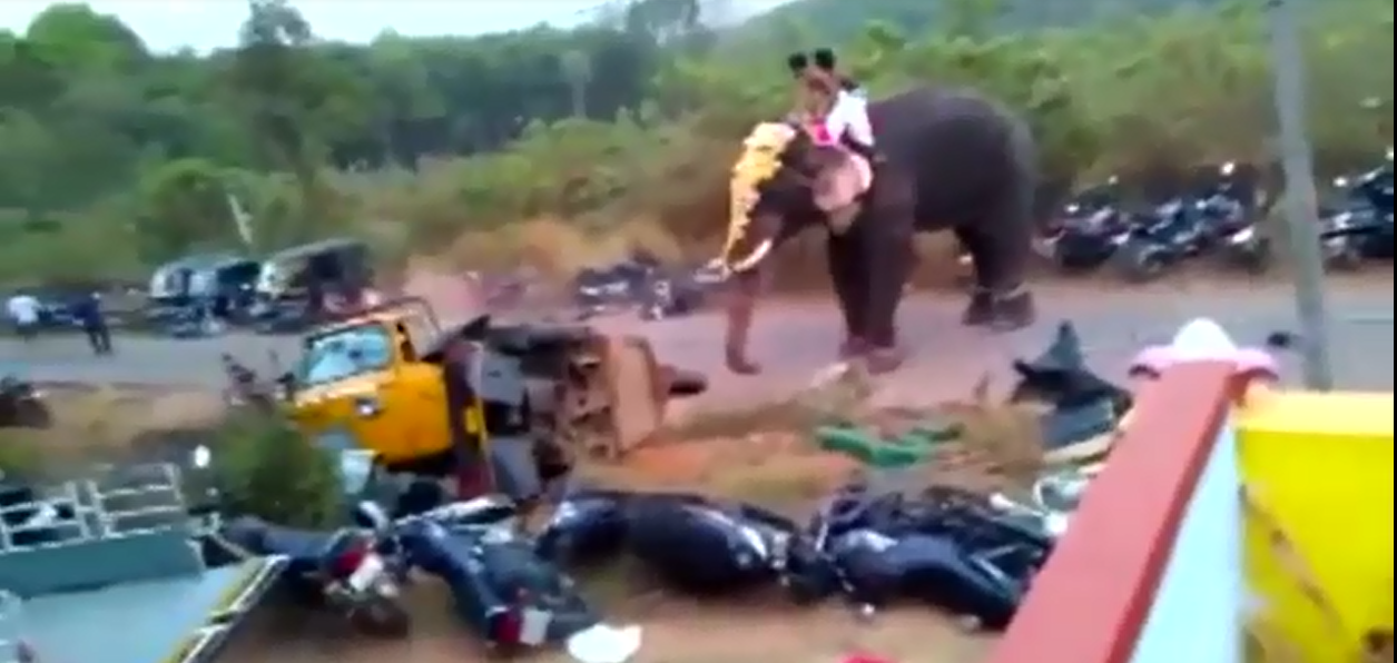 حمله فیل به خودروها در هند