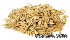 بلغور جو دوسر