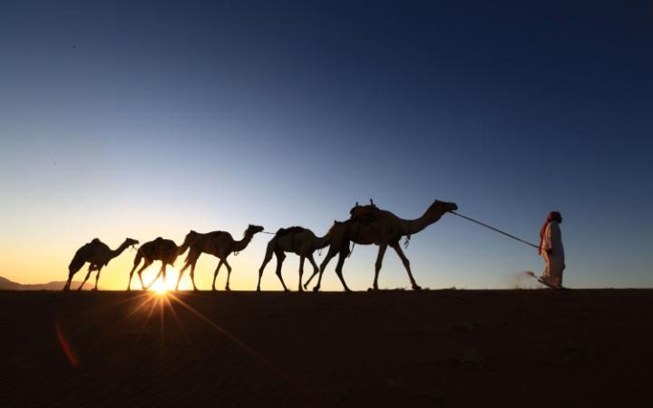 گله داری سعودی گله ی شتر خود را به سمت خانه هدایت می کند