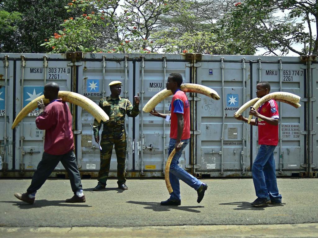توقیف یک محموله ی قاچاقی عاج در نایروبی