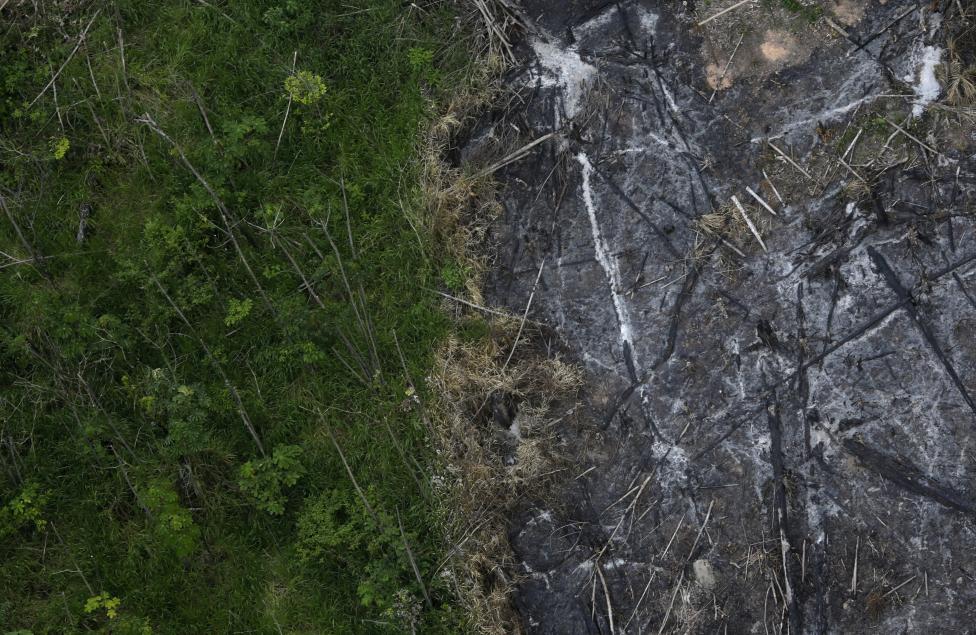 منطقه ای از جنگل های بارانی آمازون که با قطع درختانش و آتش سوزی به این روز درآمده