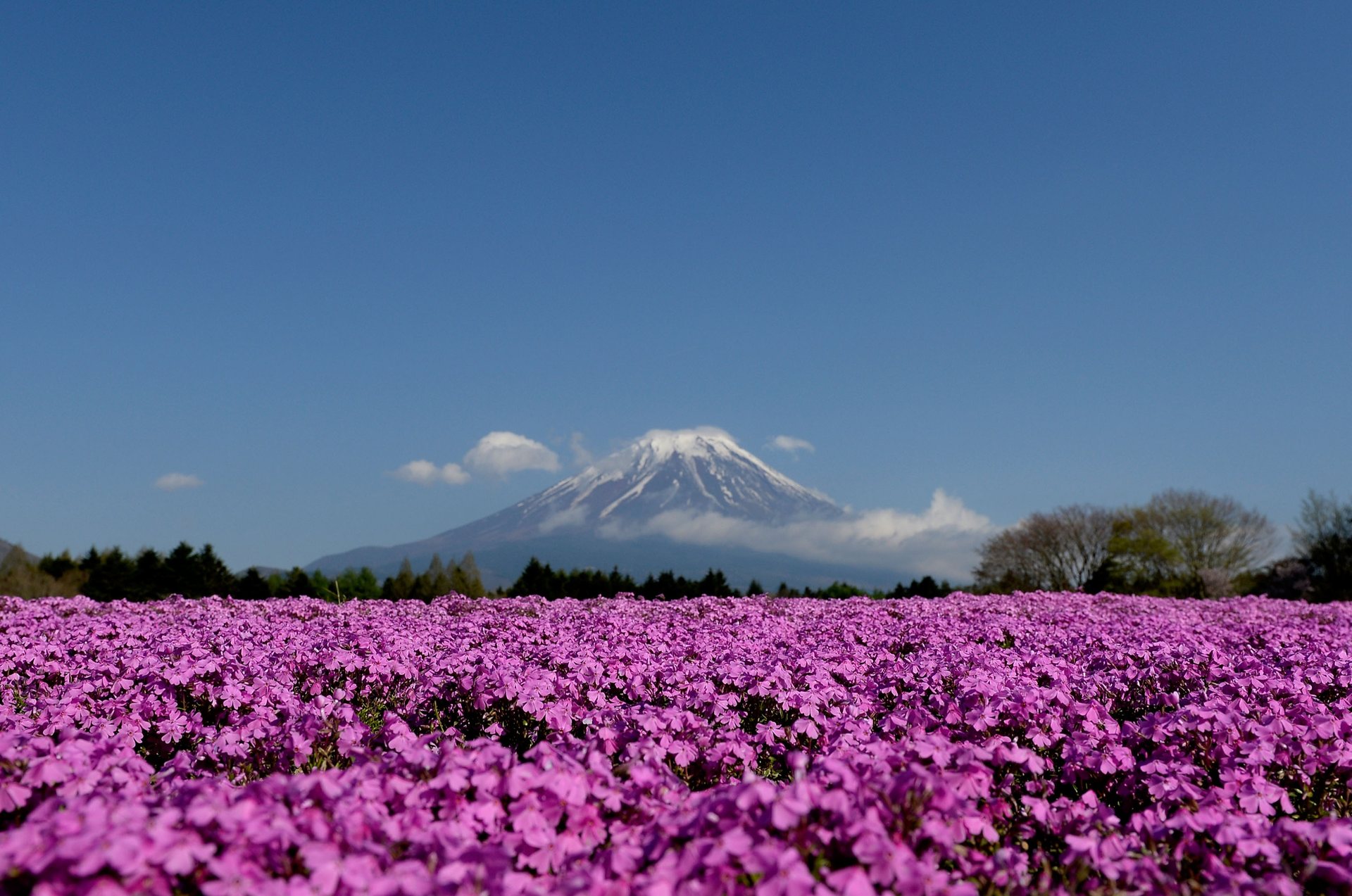 شکوفه دادن گیاه شیبازاکورا در ژاپن