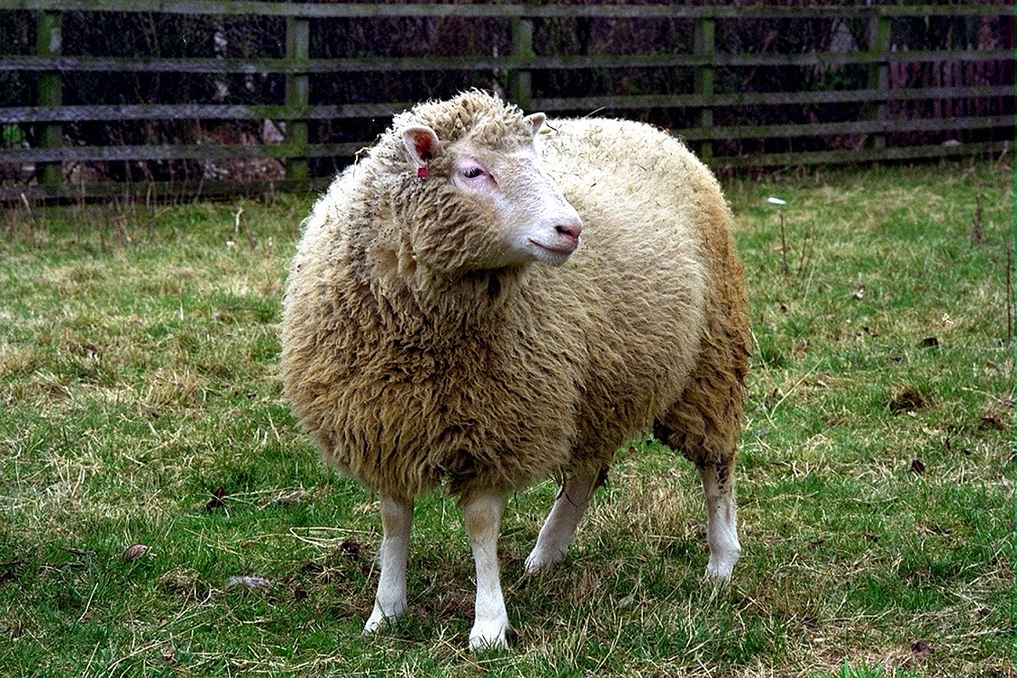 دالی گوسفنده