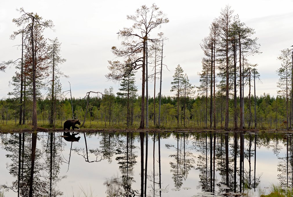 یک خرس که در کنار دریاچه ای در فنلاند قدم می زند