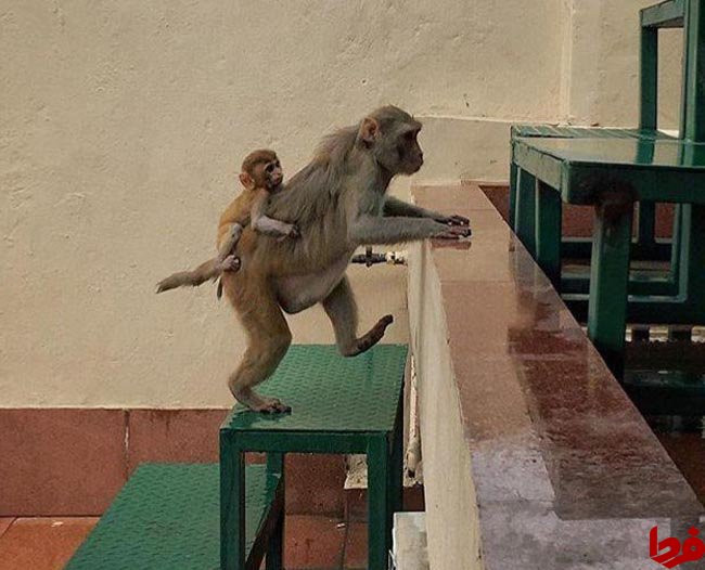 میمون مادر.jpg