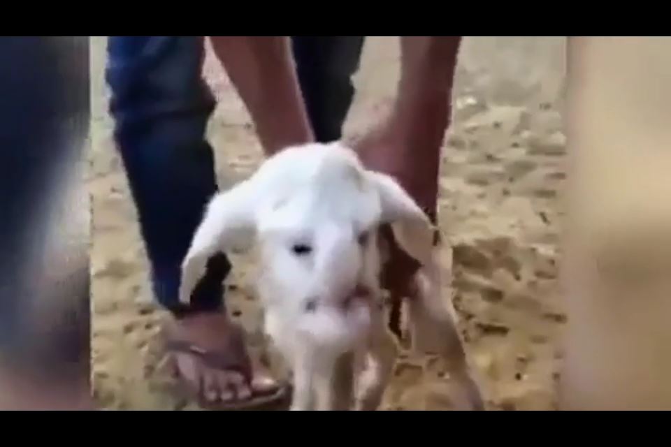 گوسفند با چهره انسان