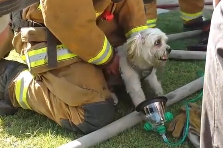 نجات سگی در آتش سوزی کالیفرنیا