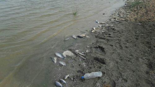 مرگ ماهی ها در هورالعظیم