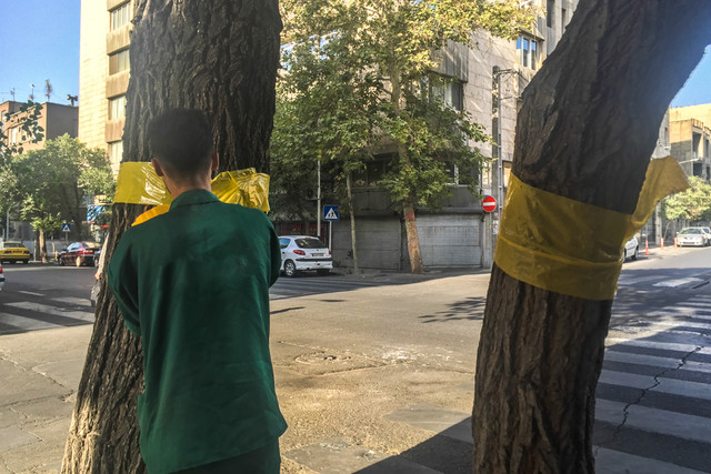 درخت در تهران