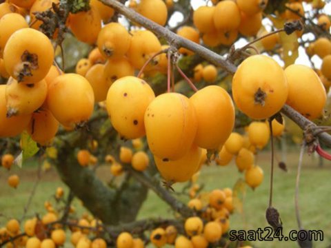 ازگیل
