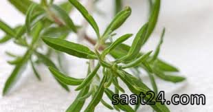 خواص مرزه