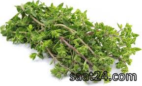 خواص مرزنجوش