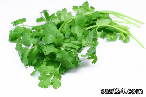 خواص گشنیز