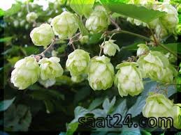 رازک و تناسب اندام