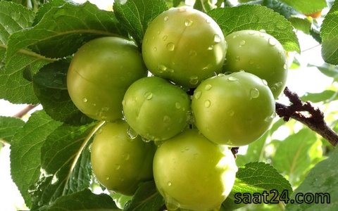 خواص گوجه سبز