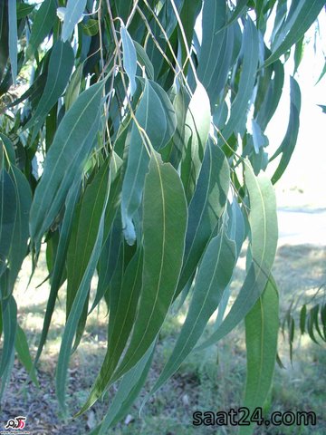 خواص اکالیپتوس