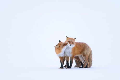 دو روباه قرمز در جزیره برفی" هوکایدو " در شمال ژاپن/عکس روز وب سایت " نشنال جئوگرافی"