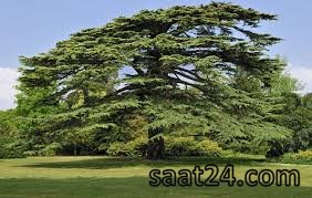 خواص سدر