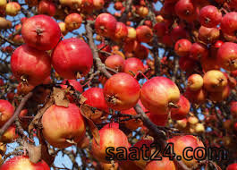 خواص سیب برای پوست