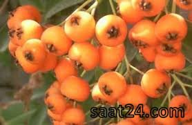 طرز تهیه ترشی زالزالک | نحوه تهیه مربای زالزالک