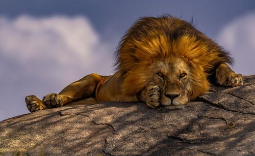 شیر نر پارک ملی "سرنگتی" در کشور آفریقایی تانزانیا