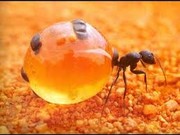 خواص روغن مورچه | معجزه روغن مورچه برای درمان موی زائد