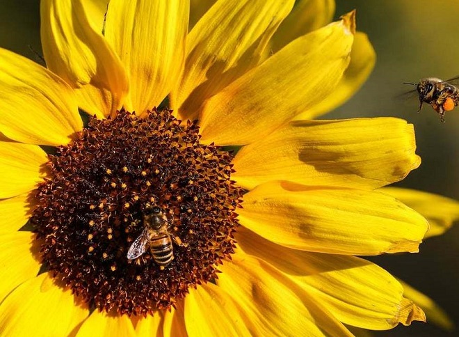 زنبورهای عسل روی گل آفتاب‌گردان؛ آلمان