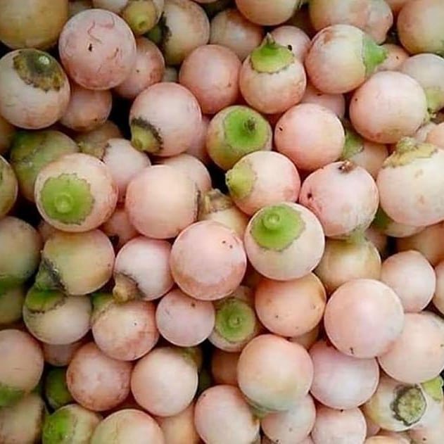 خواص سپستان مضرات سپستان خواص سپستان برای درمان سوزاک ساعت24
