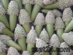 خواص بلوط