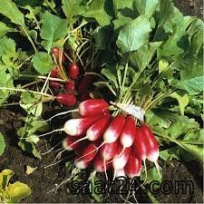 خواص آب تربچه برای قلب