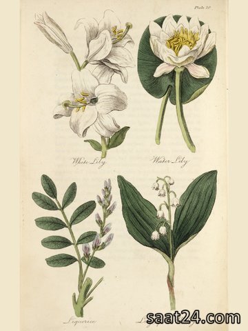 خواص گل برفی