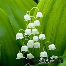 خواص گل برفی برای قلب