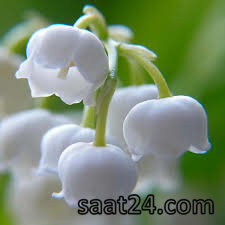 خواص گل برفی برای عفونت ادراری