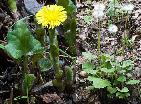 خواص پای کره اسبی