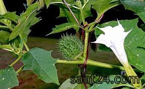 خواص تاتوره برای سر درد