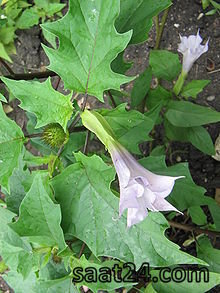 خواص تاتوره برای سرفه و آسم