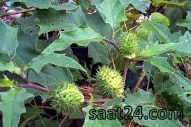 خواص سمی تاتوره