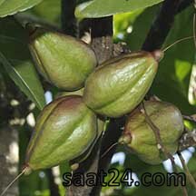 خواص جدوا