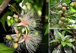 خواص جدوا برای سرفه
