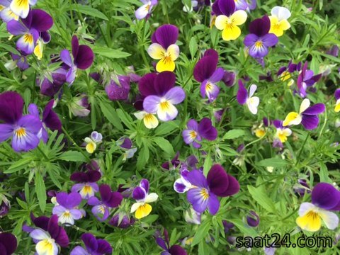 خواص بنفشه سه رنگ برای پوست