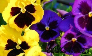 خواص بنفشه سه رنگ برای رماتیسم