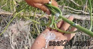 خواص باریجه