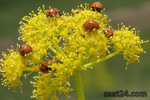 مضرات باریجه