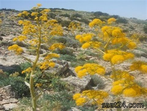 نحوه مصرف باریجه