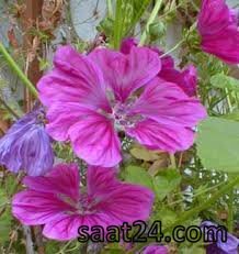 خواص ختمی خبازی