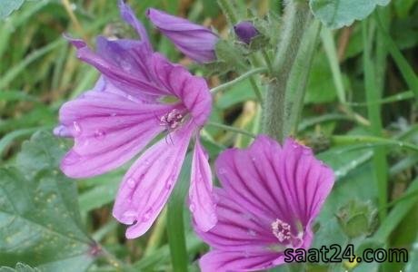 خواص ضد سر درد ختمی خبازی
