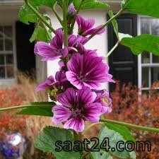 خواص ختمی خبازی برای پوست