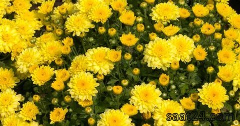 مضرات گل داوودی