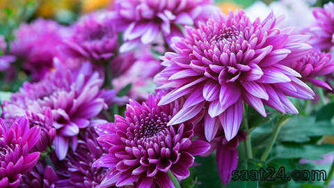خواص چای گل داوودی
