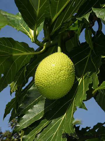 خواص میوه نان برای قلب